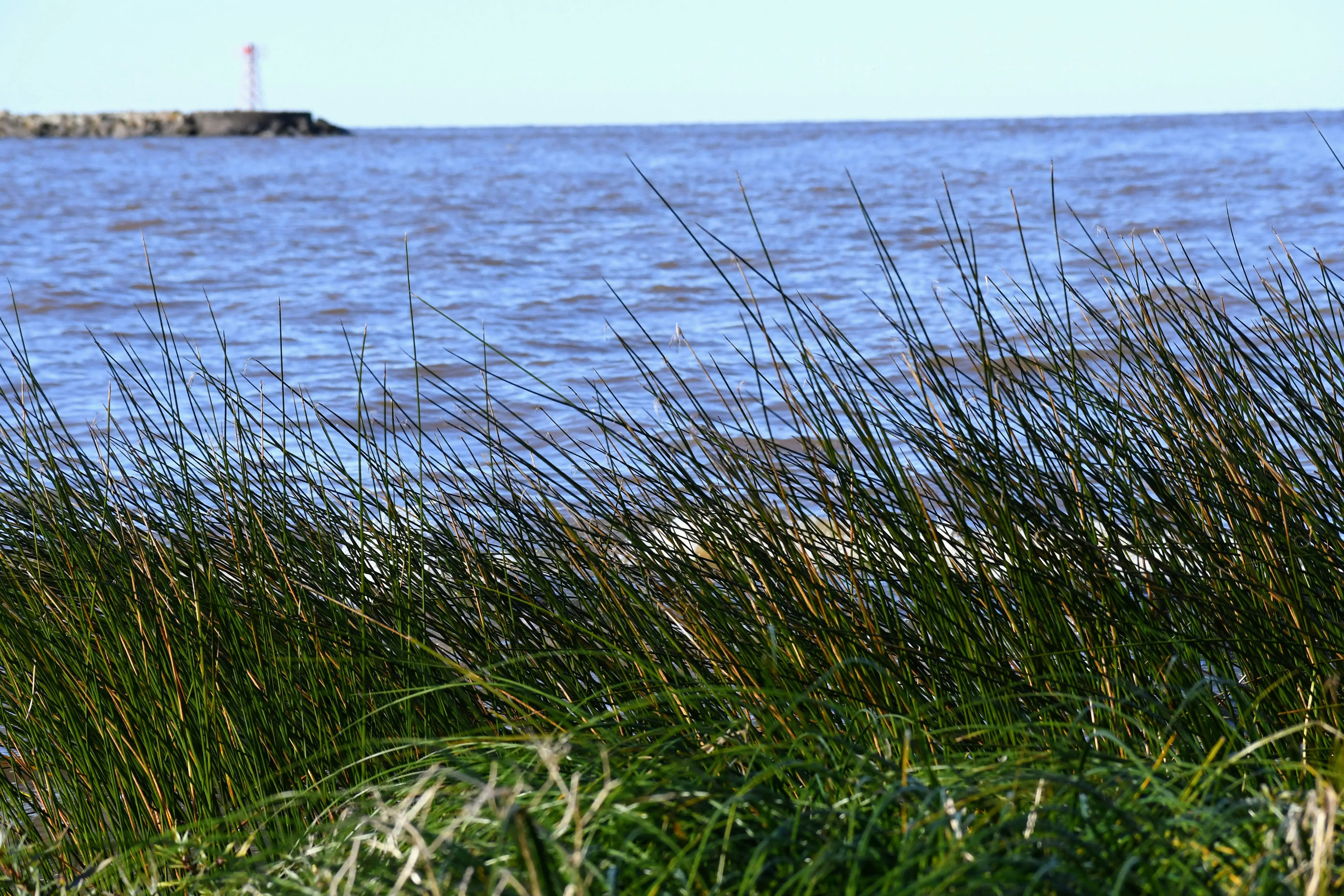 Strand med grass